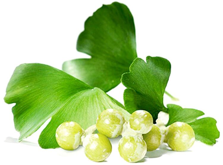 Ginkgo biloba yaprakları penis dokularındaki kan dolaşımını iyileştirir