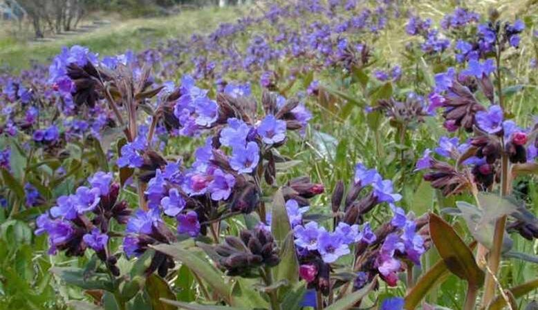 Penis büyümesini teşvik eden bir infüzyon hazırlamak için Lungwort